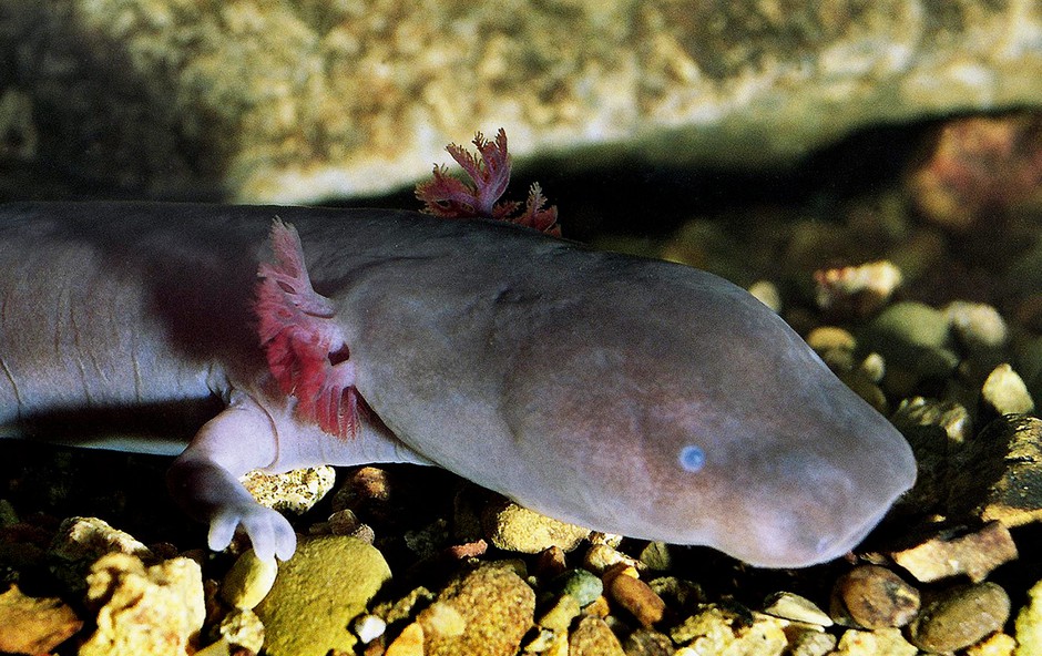 Šolsko tekmovanje iz biologije – Človeška ribica in jamski ekosistemi