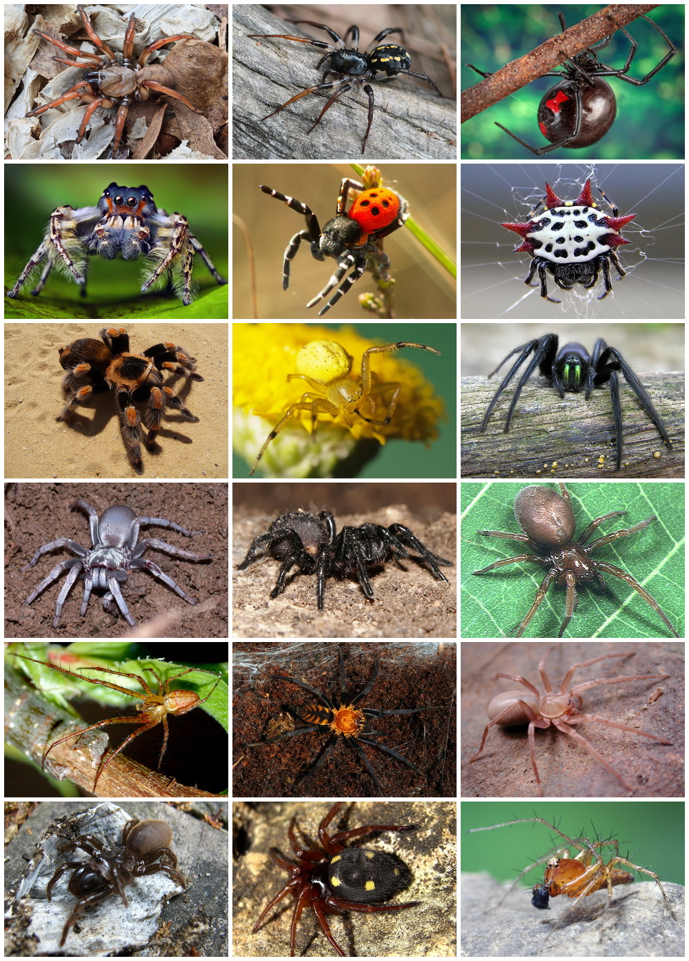 Spiders_Diversity